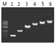 50μl 擴(kuò)增體系中，以 5ng λDNA 為模板，對(duì) 500bp~6.0kb 的擴(kuò)增結(jié)果