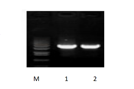 50μl 擴(kuò)增體系，以 50ng 人基因組DNA 為模板，對(duì) 3kb 片段擴(kuò)增結(jié)果。