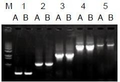 使用普通（A組）及含染料（B組）的2×Taq Master Mix配制的50μl擴(kuò)增體系，以5ng λDNA為模板， 對(duì)500bp～6.0kb片段的擴(kuò)增結(jié)果