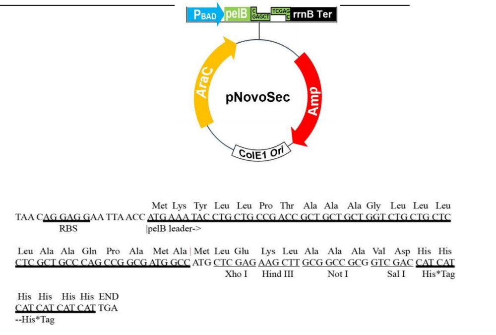 pSec 結(jié)構(gòu)圖