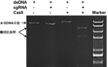 NLS-Cas9 Nuclease應(yīng)用實(shí)例