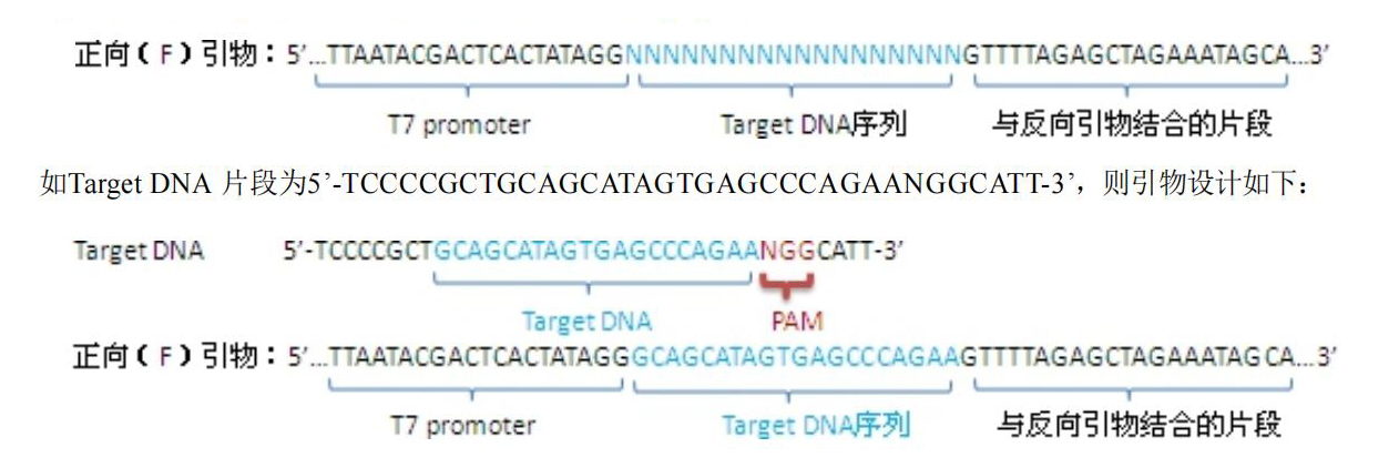 sgRNA 模板擴增