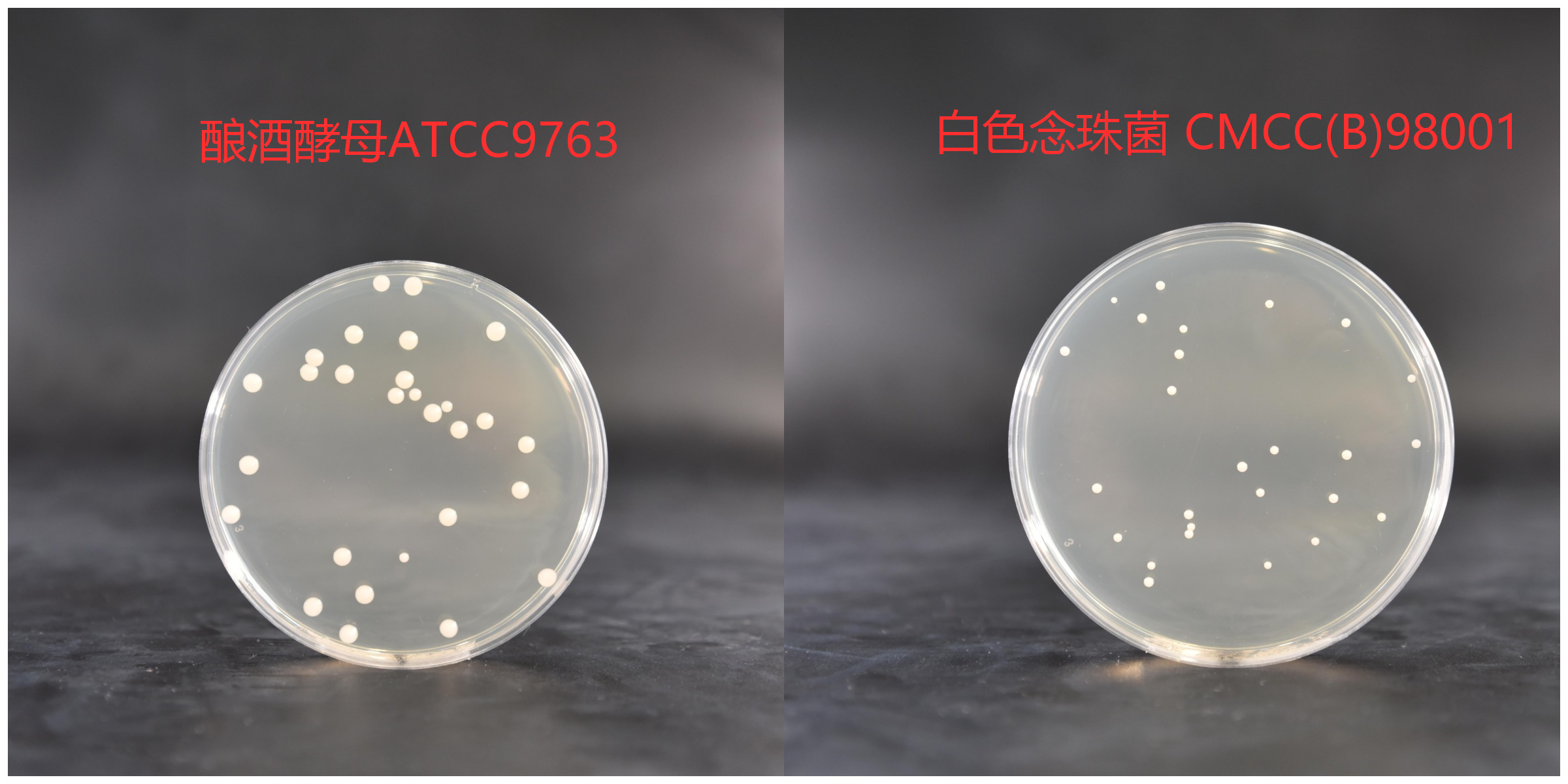 酵母浸出粉胨葡萄糖瓊脂培養(yǎng)基菌落特征