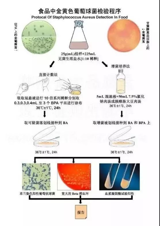 食品中金黃色葡萄球菌檢驗程序