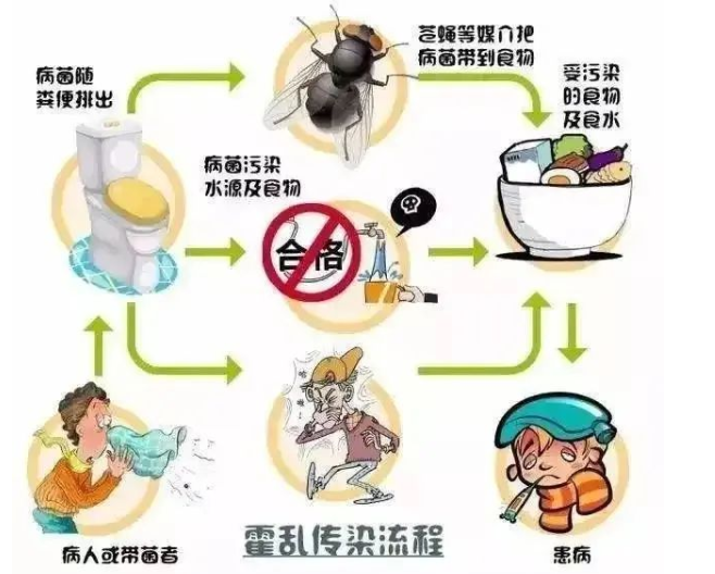 霍亂傳染流程