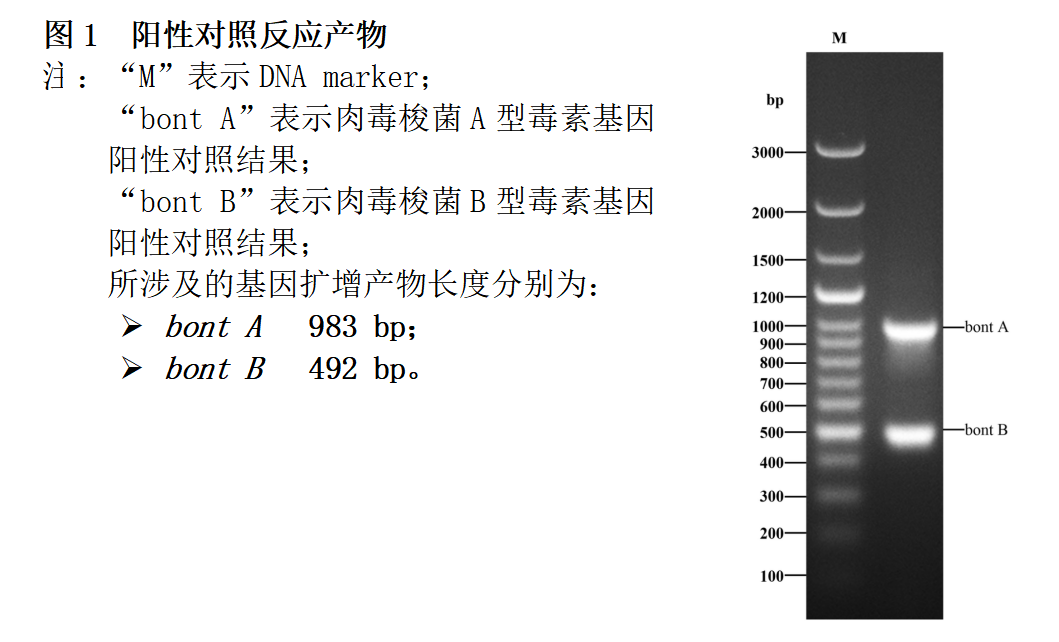 肉毒梭菌A/B型毒素基因PCR檢測試劑盒結(jié)果判讀