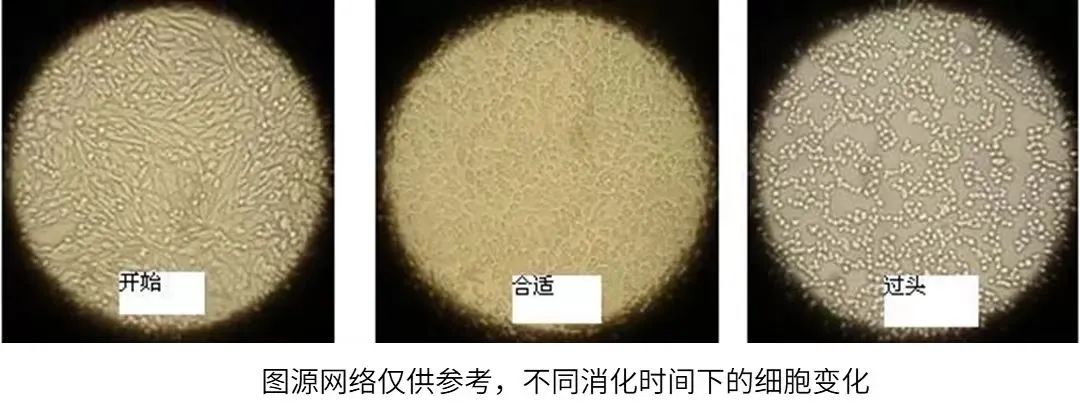 不同時間下的細胞變化