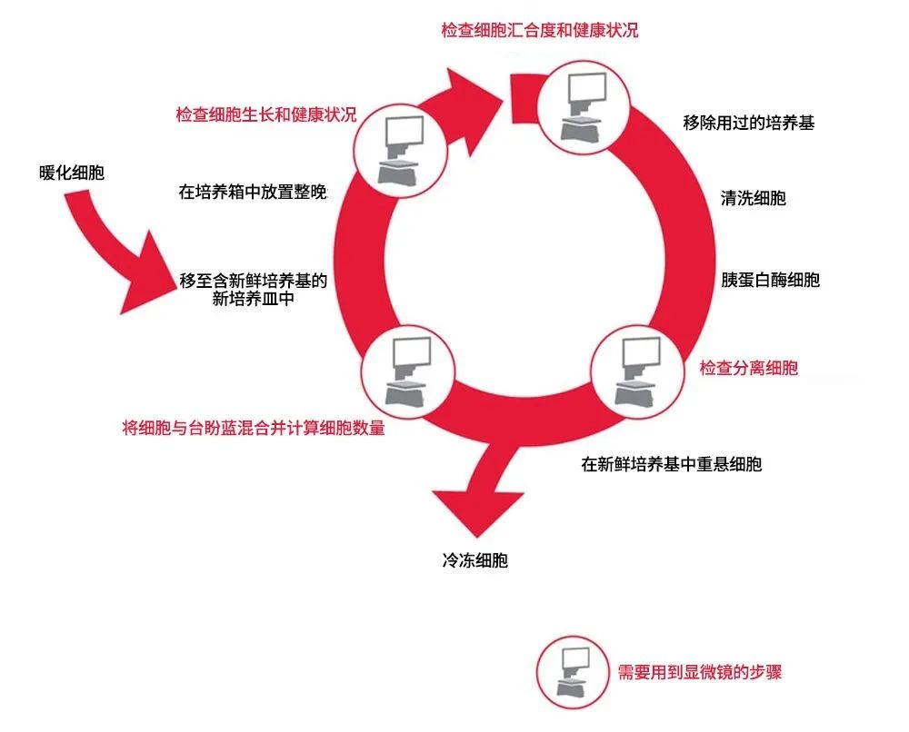 傳代培養(yǎng)工作流程中標(biāo)紅的步驟表示需要使用顯微鏡檢查