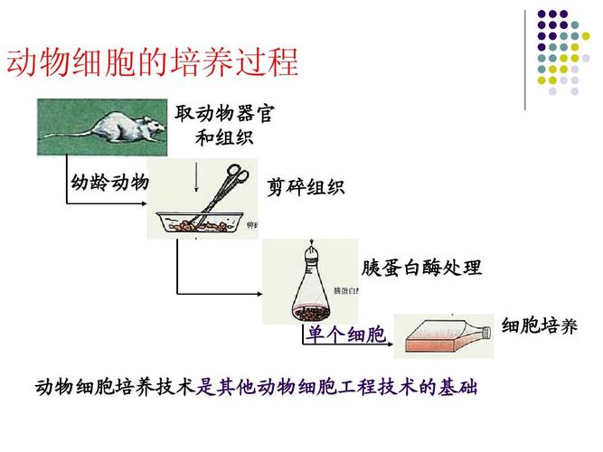 動(dòng)物細(xì)胞培養(yǎng)過(guò)程