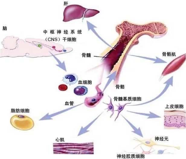 原代細胞