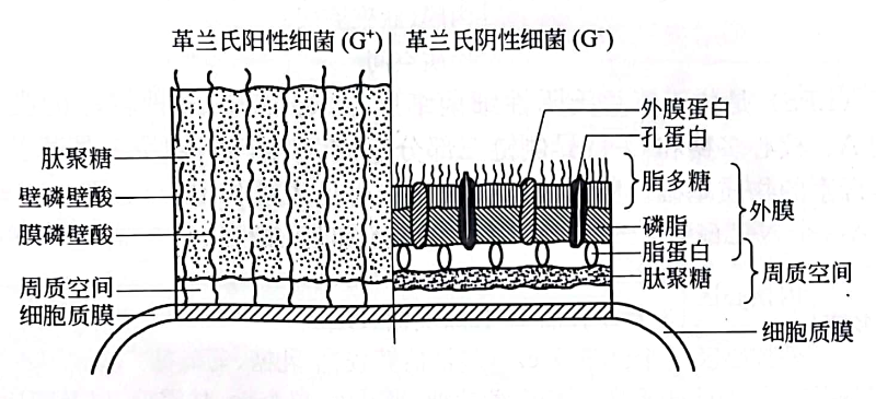 革蘭氏陽(yáng)性菌與陰性細(xì)菌細(xì)胞壁的比較