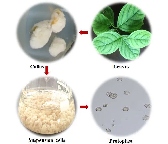 圖片來源：植物學報