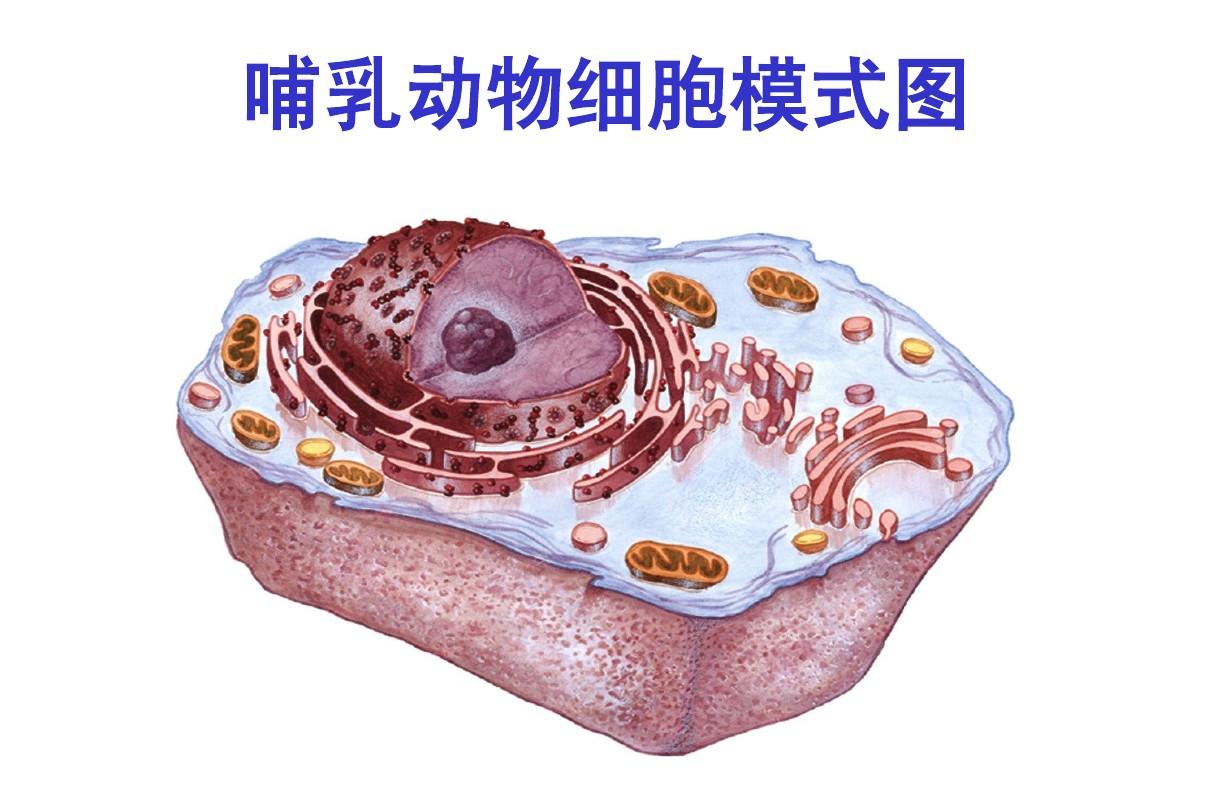 哺乳動(dòng)物細(xì)胞