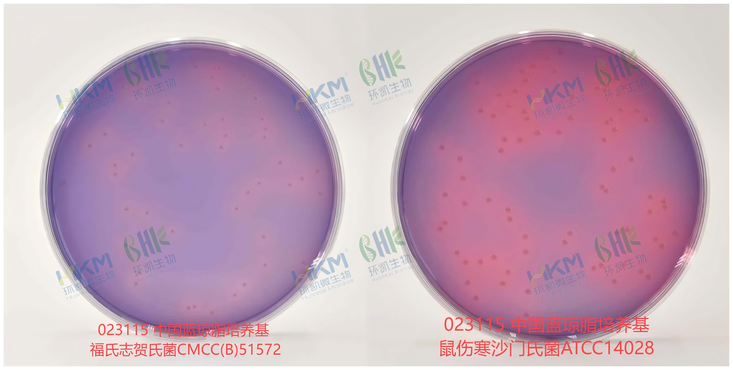 中國藍瓊脂培養(yǎng)基 中 福氏志賀氏菌CMCC(B)51572 特征反應 + 鼠傷寒沙門氏菌ATCC14028 特征反應