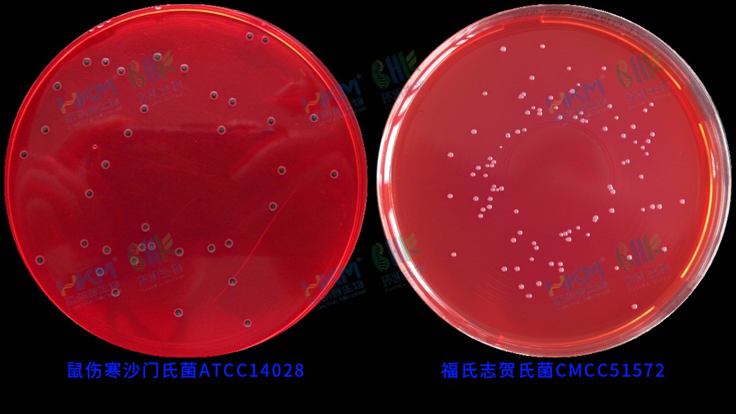 029999 XLD瓊脂培養(yǎng)基(GB沙門) 鼠傷寒沙門氏菌ATCC14028 及 福氏志賀氏菌CMCC(B)51572 反應(yīng)特征