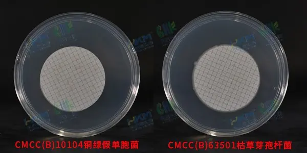 銅綠假單胞菌CMCC(B)10104 + 枯草芽孢桿菌CMCC(B)63501